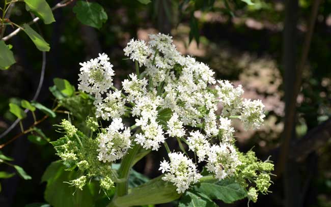 Heracleum maximum, Common Cowparsnip, Southwest Desert Flora